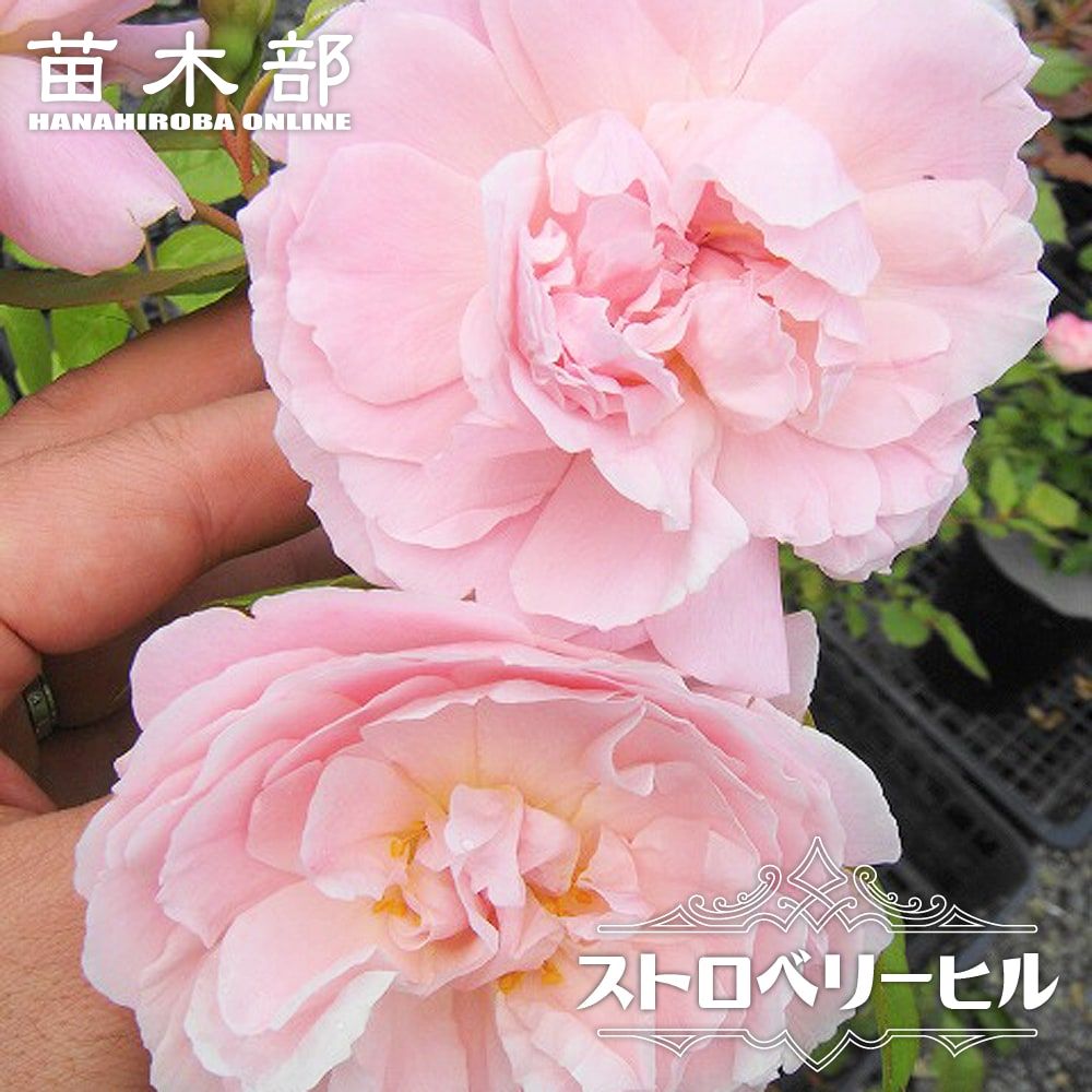 000000091477-01-l.jpg?t=