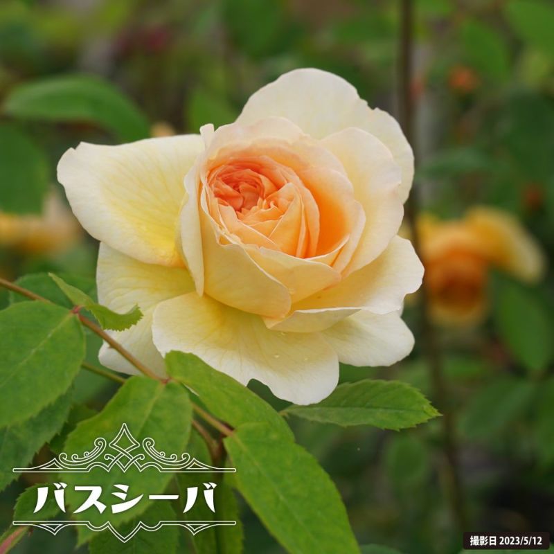 人気の”幸せを呼ぶ鳥かごアレンジ” 花言葉も幸せ・・”すずらん
