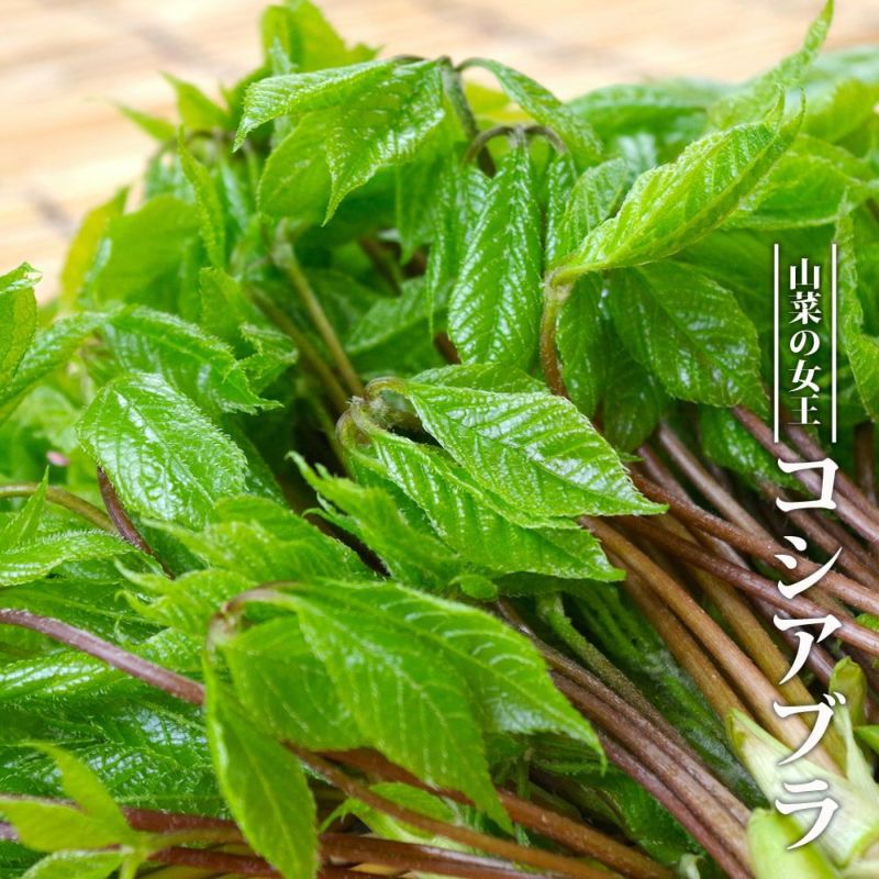 コシアブラ 幻の山菜苗 3.5号ポット苗 （30〜65cm） 品質が - 葉菜
