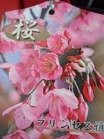 さくら サトザクラ系 プリンセス雅の通販 おすすめ 苗木部 By 花ひろば