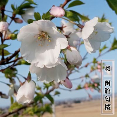 さくら ヒガンザクラ系 濃彼岸桜の通販 苗木部 By 花ひろばオンライン