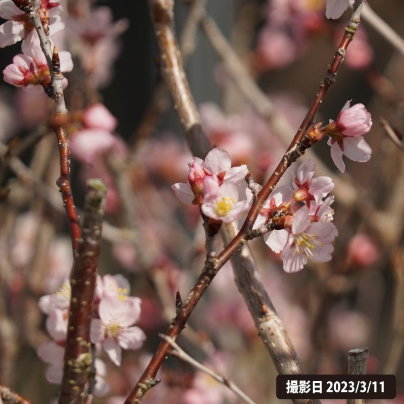 HF-TSUKIMIYOZAKURA KWH-GRD | Deviser ｜株式会社ディバイザー