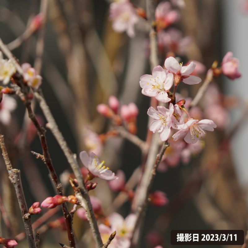 さくら 啓翁桜 早咲き カンザクラ系 苗 おすすめ 苗木部 By 花