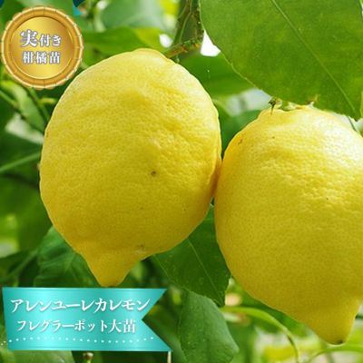 レモン大苗木 レモン大苗木