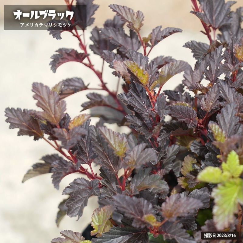 オールブラックの販売 苗木部 By 花ひろばオンライン, 画像サイズ:800x800