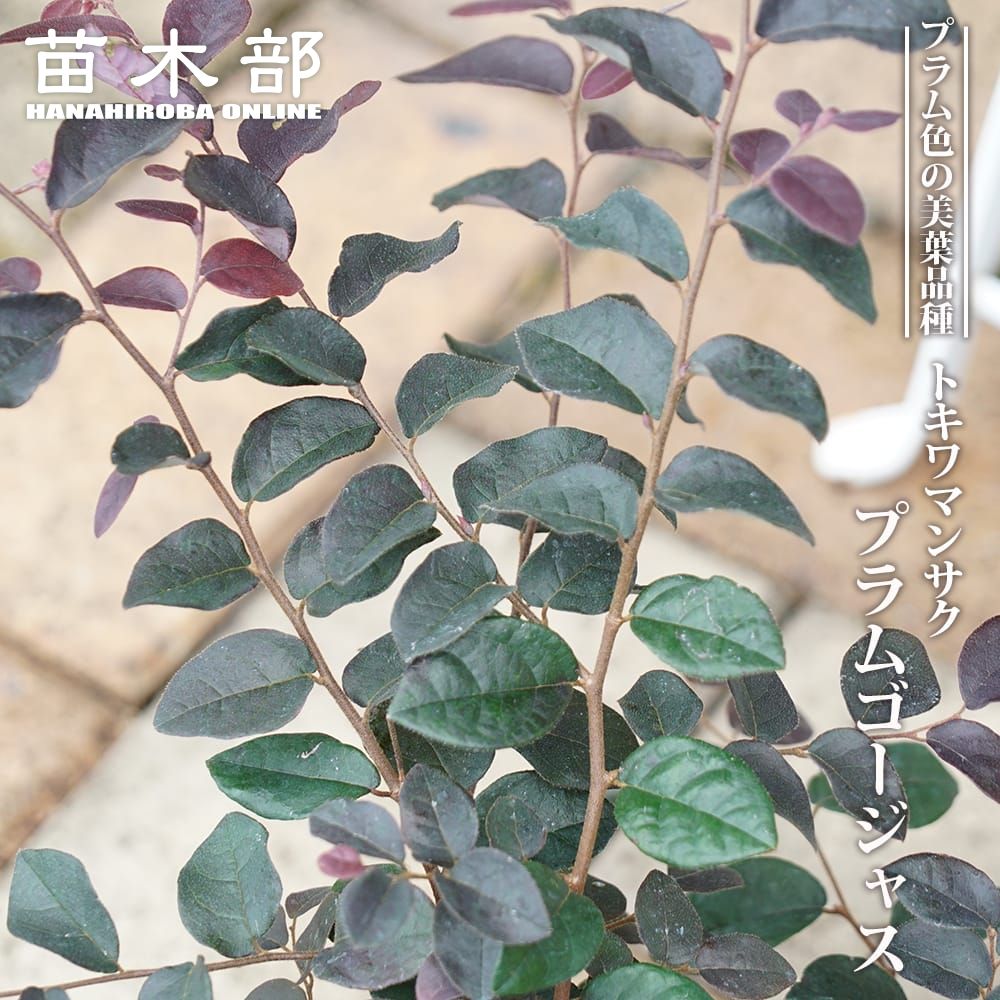 000000092531-01-l.jpg?t=