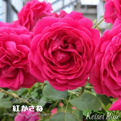 京成バラ園芸（日本） | 苗木部 本店 By 花ひろばオンライン