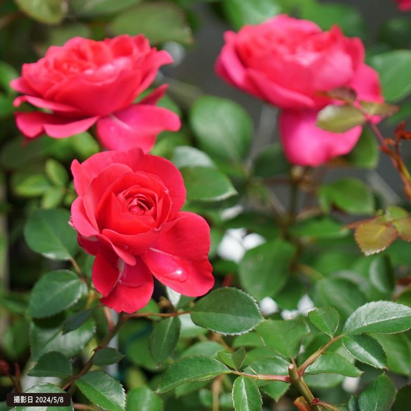 バラ 紅かさね FL フロリバンダ 苗 販売 苗木部 By 花ひろばオンライン