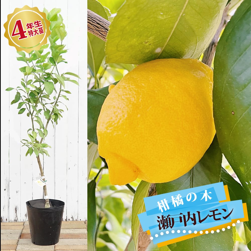 レモン4年接木苗、ライム4年接木苗組合せ自由 レモン苗木 ライム苗木