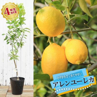 レモン ユーレカ【８号】鉢植え　実つきです