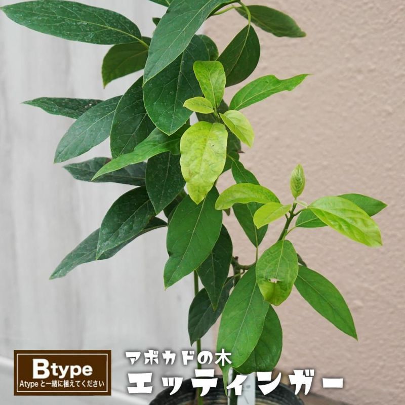 アボカド エッティンガー Aタイプ 苗 販売 苗木部 By 花ひろばオンライン