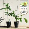 アボカド グリーンゴールドとメキシコーラの受粉樹セット