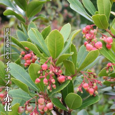 ヒメイチゴノキ 樹高約1.0ｍ 姫イチゴ 常緑 常緑樹 果樹 低木 赤実