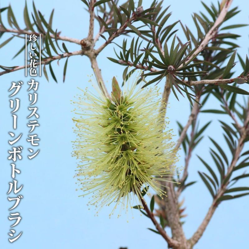 キンポウジュの通販 おすすめ 苗木部 By 花ひろばオンライン