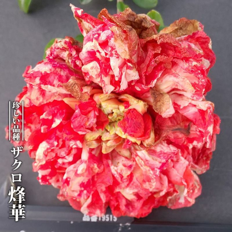 八角鉢 八角皿 九谷 花草 草花 果実 ザクロ その1 ザクロ 花ザクロ 烽華の通販 苗木部 By 花ひろばオンライン