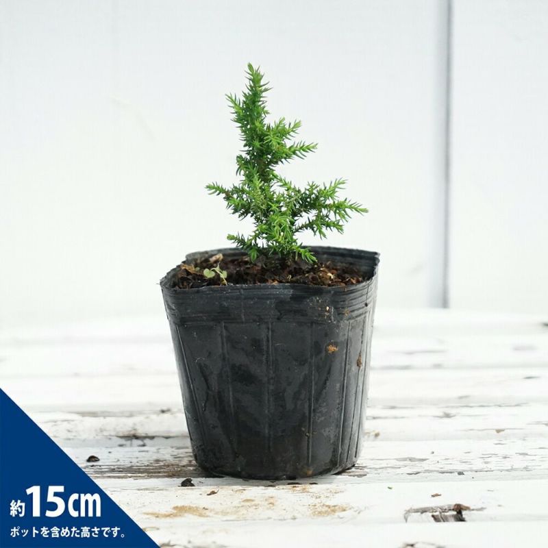 000000093390-03-l.jpg?t=