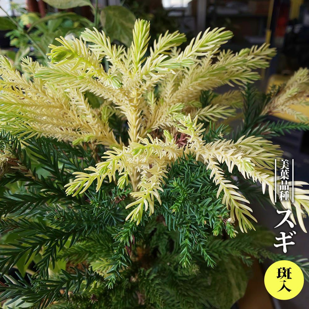 コニファー ゴールドクレスト ウィルマ 苗 販売 苗木部 By 花ひろば