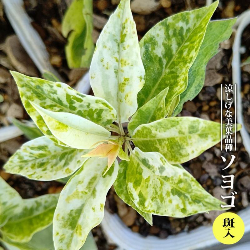 ソヨゴ 斑入の通販 苗木部 By 花ひろばオンライン