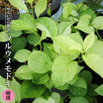 むー出品！クロモジ苗！画像の斑入り株お届け！ハ斑入りハナイカタ2苗！ むー様専用出品！クロモジ苗！画像の斑入り株お届け！ハ斑入り