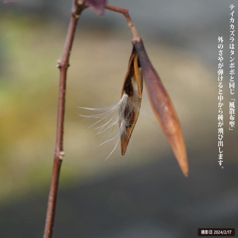 Amazon.co.jp: ITANSE スタージャスミン スター