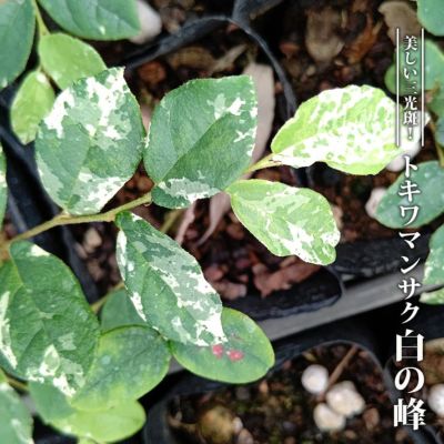 トキワマンサク 白孔雀錦 3.5号ポット苗