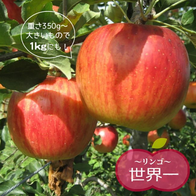 hanahiroba_tn01-166t001-01