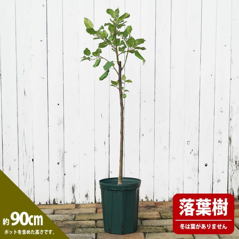 リンゴ 陸奥の販売 苗木部 By 花ひろばオンライン