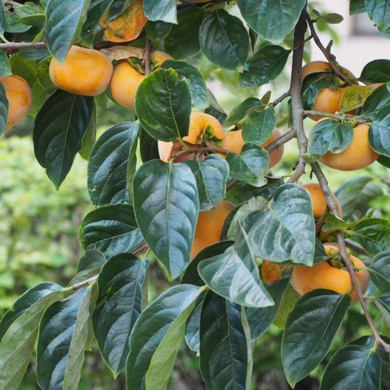 柿 渋柿 平核無 苗 植え方 苗木部 By 花ひろばオンライン