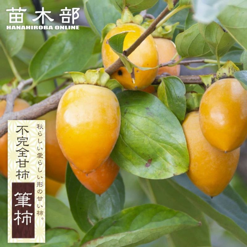 中型の柿の木（実付き） カキ（柿）：枝垂れ柿6号ポット[枝垂れる枝が美しい・実付きの