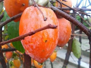 柿 不完全甘柿 筆柿の販売 苗木部 By 花ひろばオンライン ①