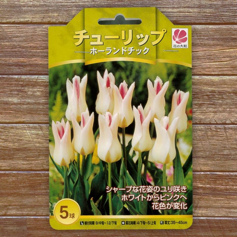 ドランドラン　イエローチューリップ 000000093885-01-l.jpg?t=