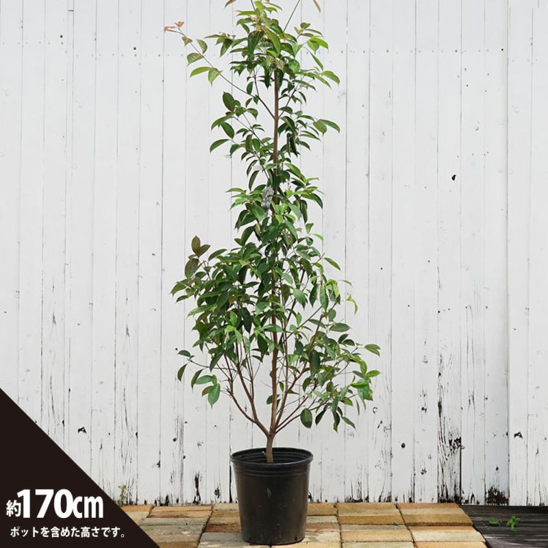 常緑ヤマボウシ アップライトガク ホンコンエンシス 苗 販売 苗木部