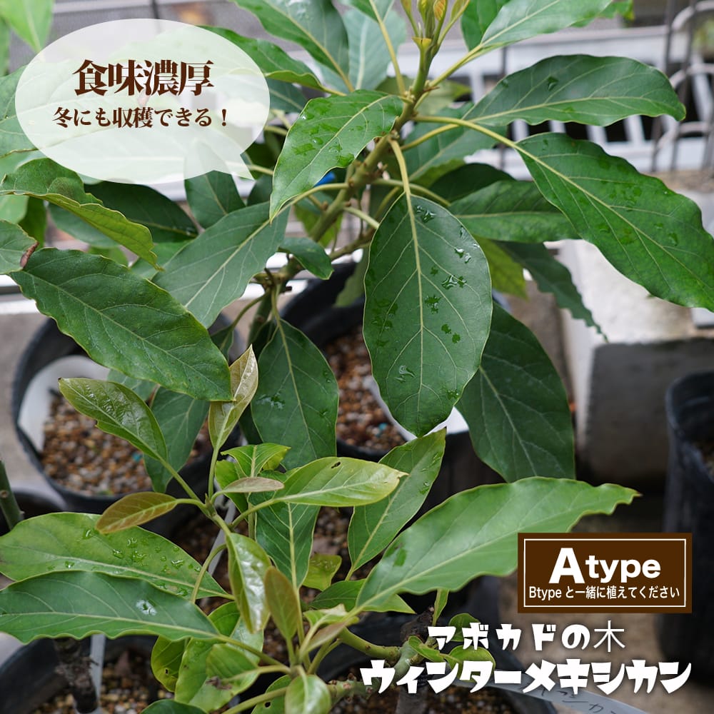売切参考】ザ・アボガドの苗.•*¨*•.¸¸♬。