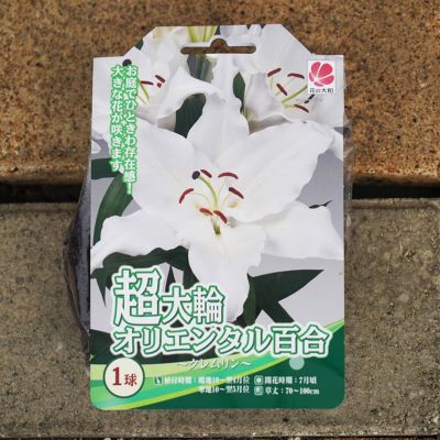 新品種 八重咲きカサブランカ ゆり球根 ホワイトアイズ - インテリア小物
