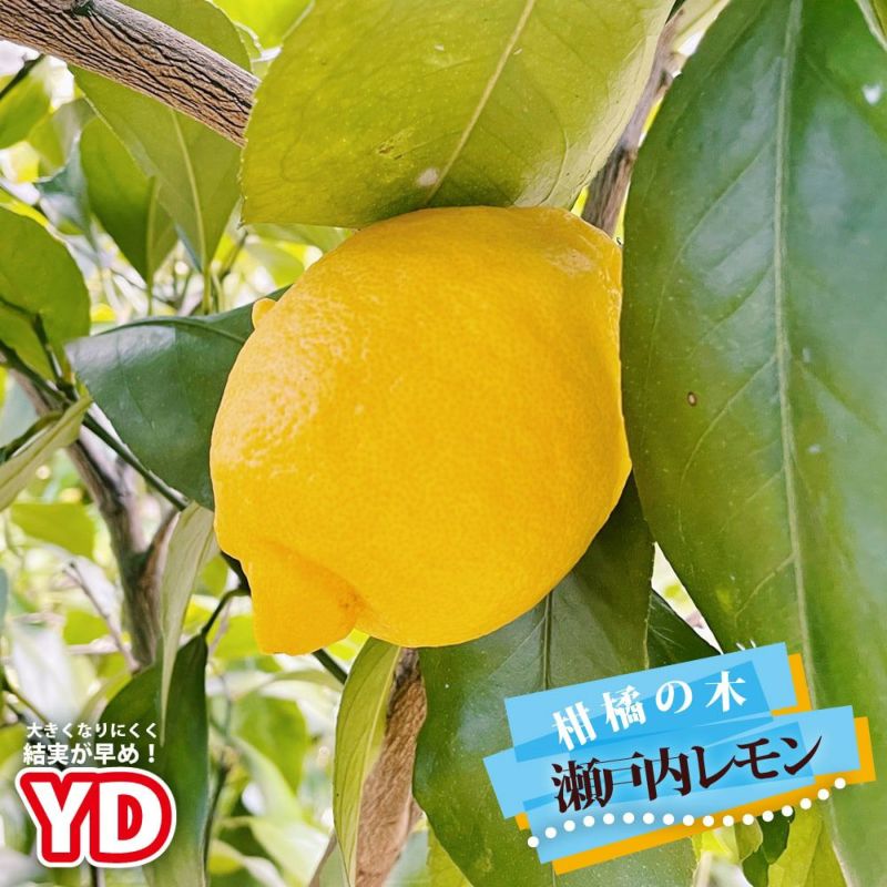 柑橘 レモン 瀬戸内レモン 苗 通販 おすすめ 種類 苗木部 By 花