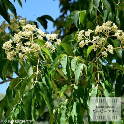 ゴシュユ ビービーツリーの通販 苗木部 By 花ひろばオンライン