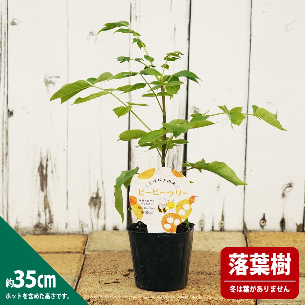 000000094766-03-xs.jpg?t=