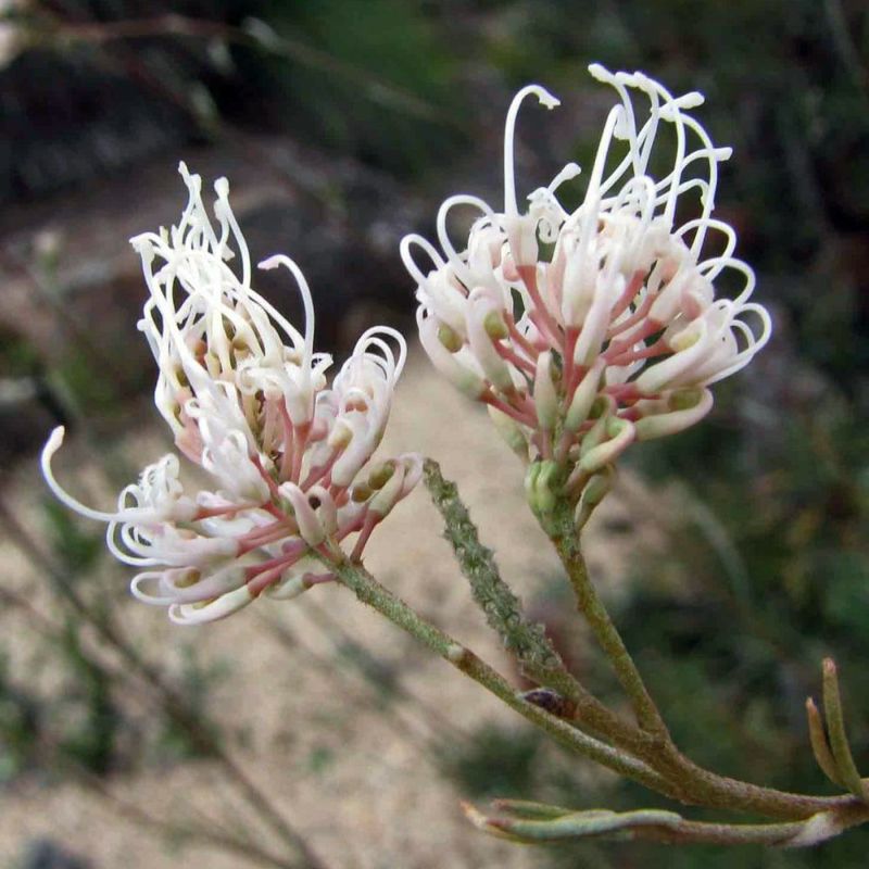 グレビレア エンドリチェリアナ　大株 000000094915-02-l.jpg?t=