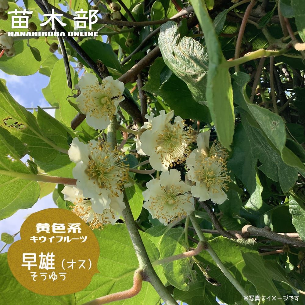 キウイ 黄色赤系用オス 早雄 苗 鉢植え 苗木部 By 花ひろばオンライン