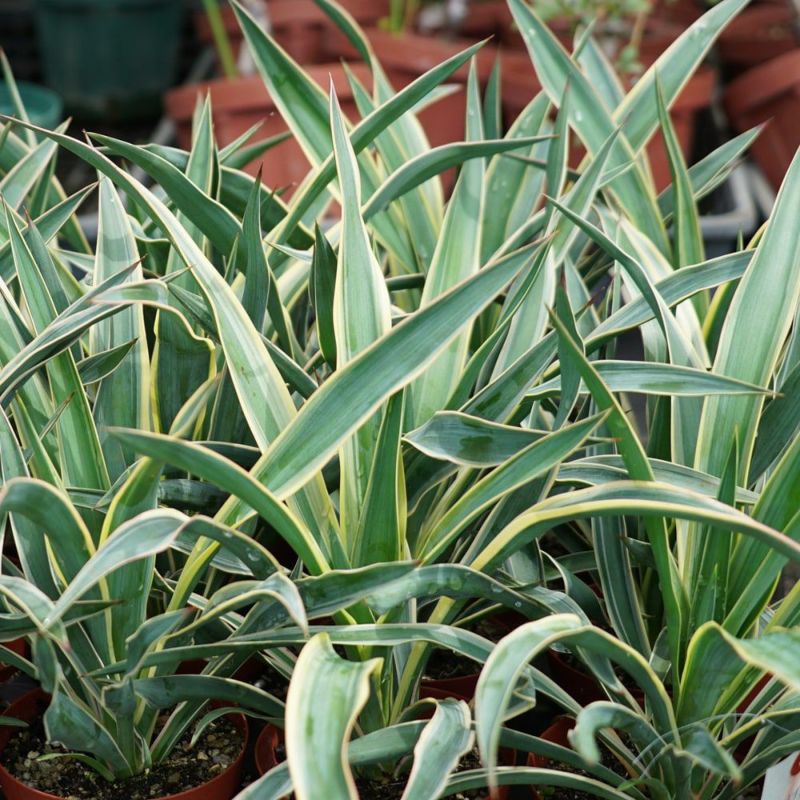 極太大株 グロリオサ バリエガータ ユッカ 観葉植物 １０号 ユッカ グロリオサ バリエガータ 苗 通販 苗木部 By 花ひろばオンライン
