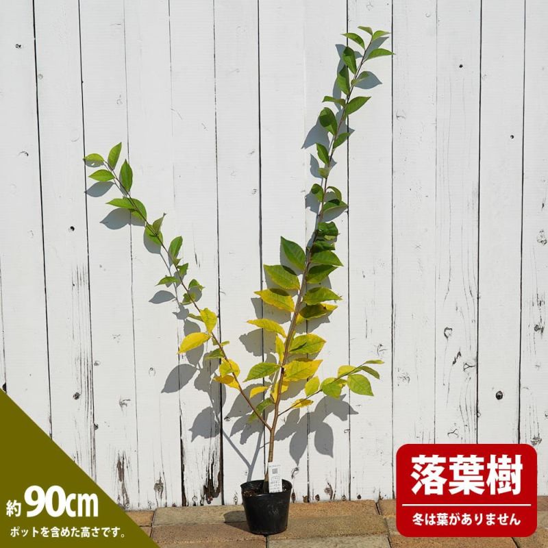 カマツカの通販 苗木部 By 花ひろばオンライン