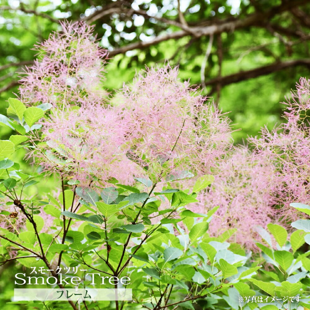 花かんむり 花冠 スモークツリー （花かんむり 花冠 スモークツリー 