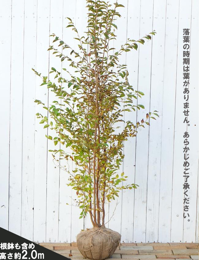 現品》姫沙羅（ヒメシャラ）株立ち 樹高1.7m（根鉢含まず）34【苗木/ 