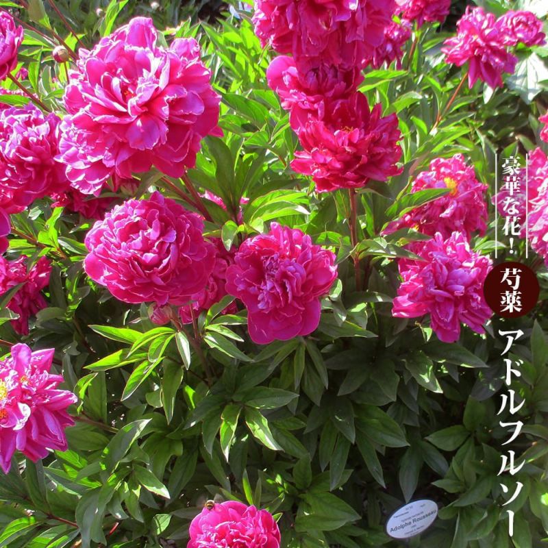 シックな花色の芍薬！ 芍薬 【アドルフルソー】 6号スリット鉢苗