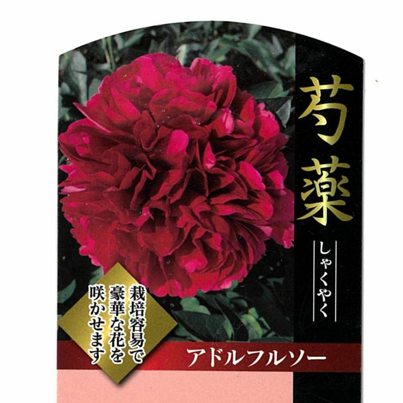 芍薬 【アドルフルソー】 6号スリット鉢苗