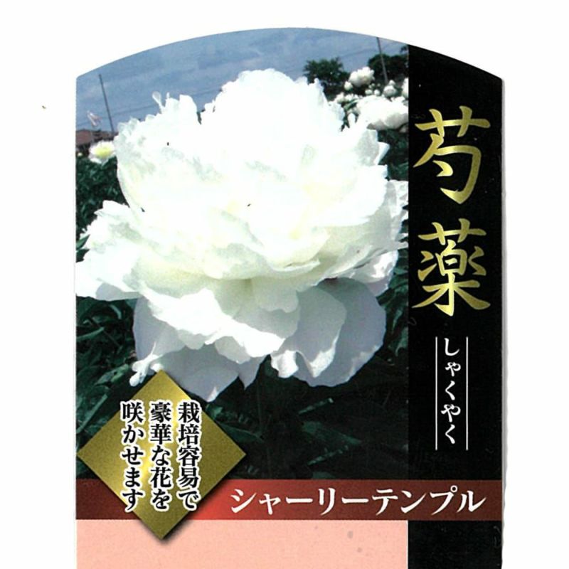 芍薬 【シャーリーテンプル】 6号スリット鉢苗