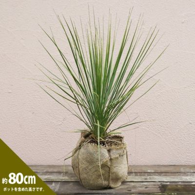 【ロストラータ】ユッカ 根巻き大苗 耐寒性南欧風プランツ