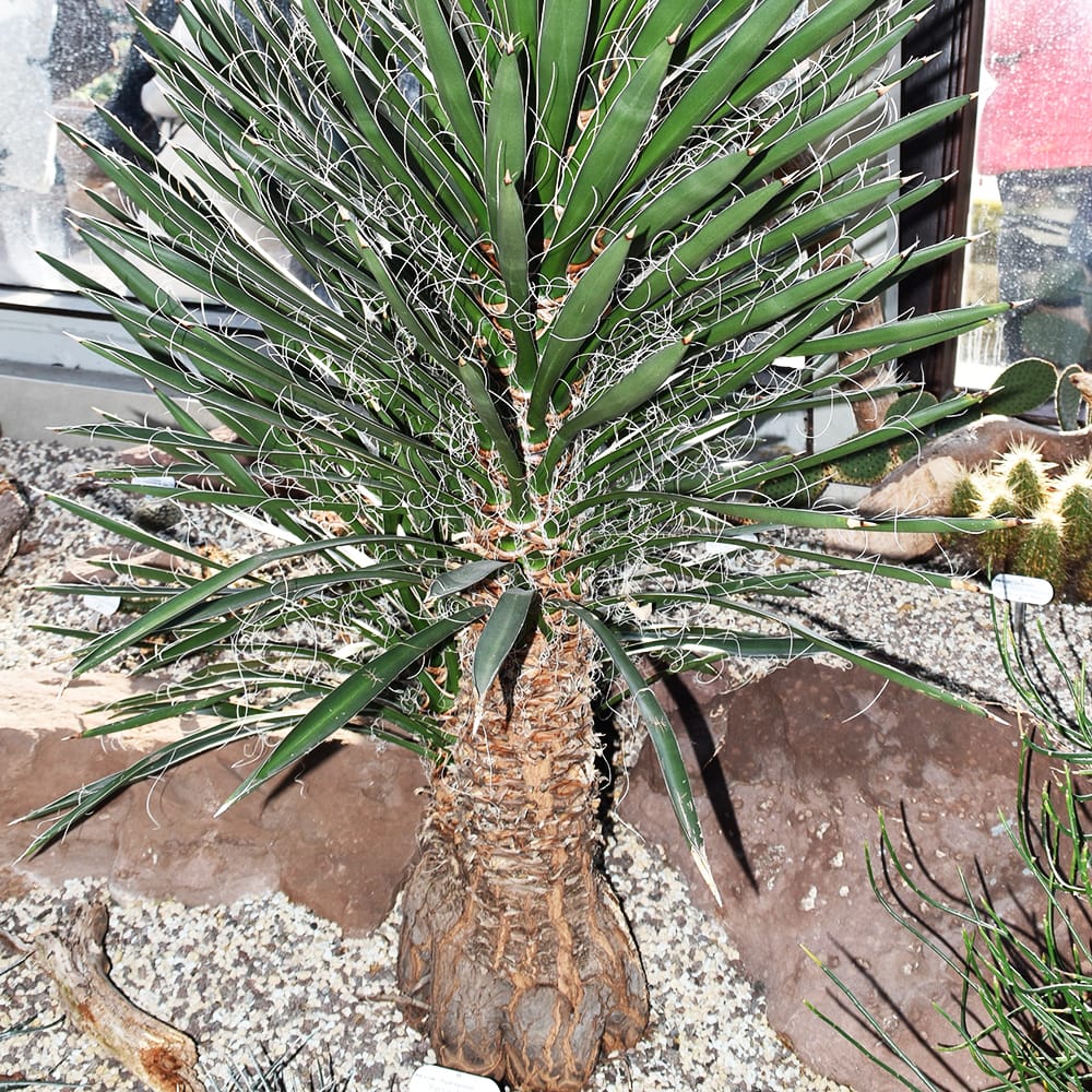 ユッカ フィリフェラの販売 苗木部 By 花ひろばオンライン 