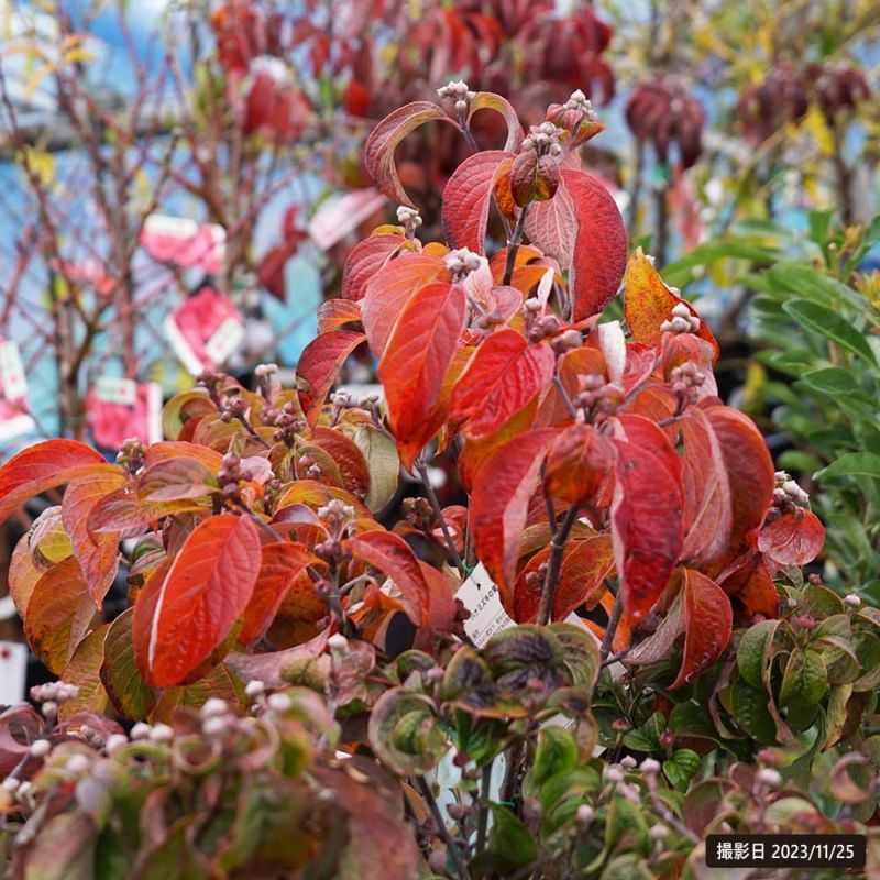 開花中 【紅花ハナミズキ】 根巻き大苗 庭木 シンボルツリー 【大型