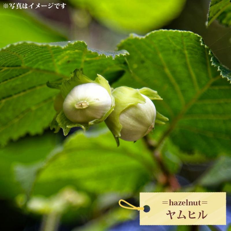 花粉が多く受粉樹にもおすすめ 【ヤムヒル】ヘーゼルナッツ 1年生